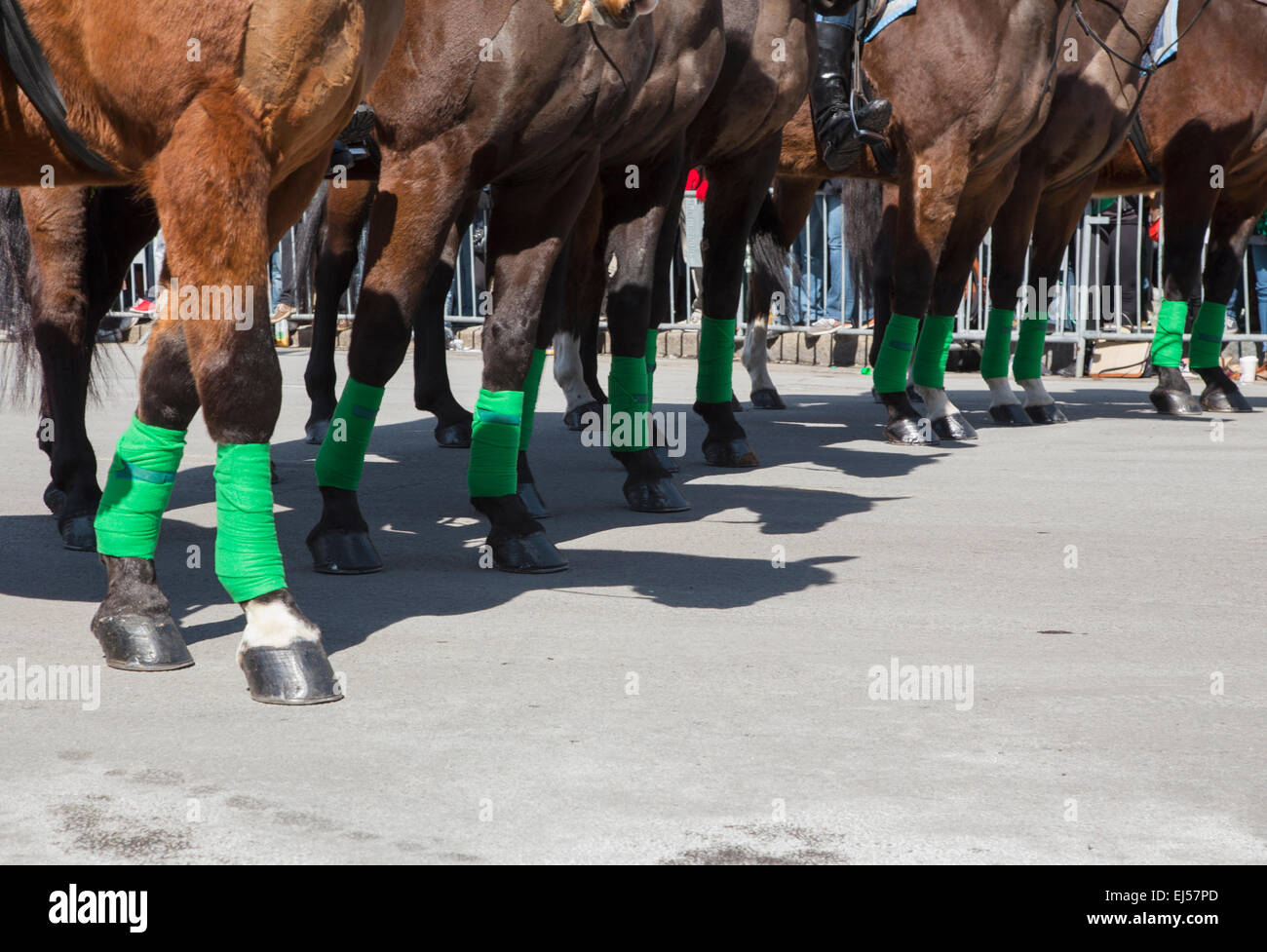 Polizei-Pferde mit grünen Leggings, St. Patricks Day Parade, 2014, South Boston, Massachusetts, USA Stockfoto