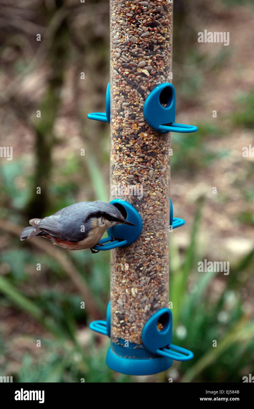 Sitta Europaea - Kleiber auf feeder Stockfoto