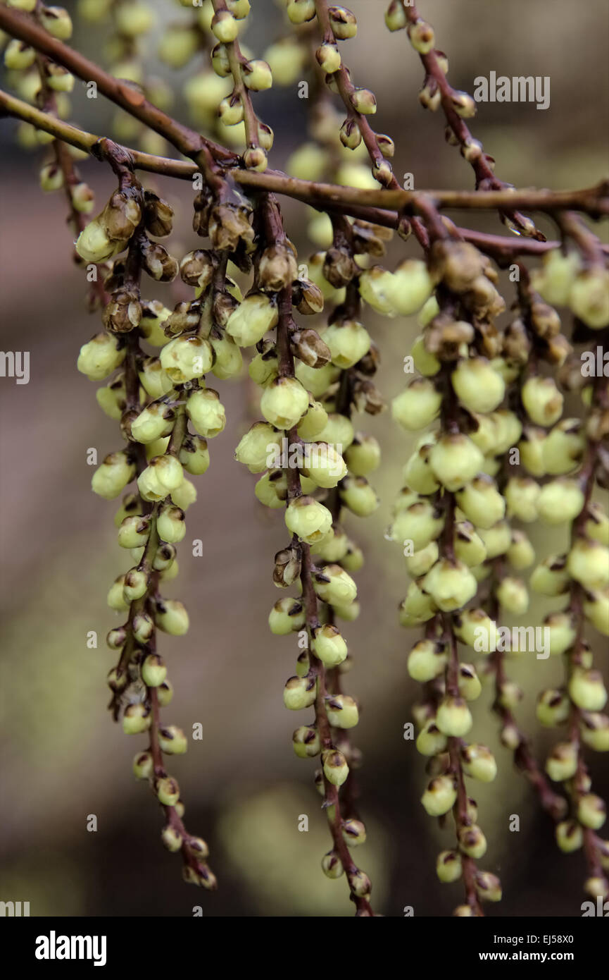 Stachyurus Chinensis im zeitigen Frühjahr Stockfoto