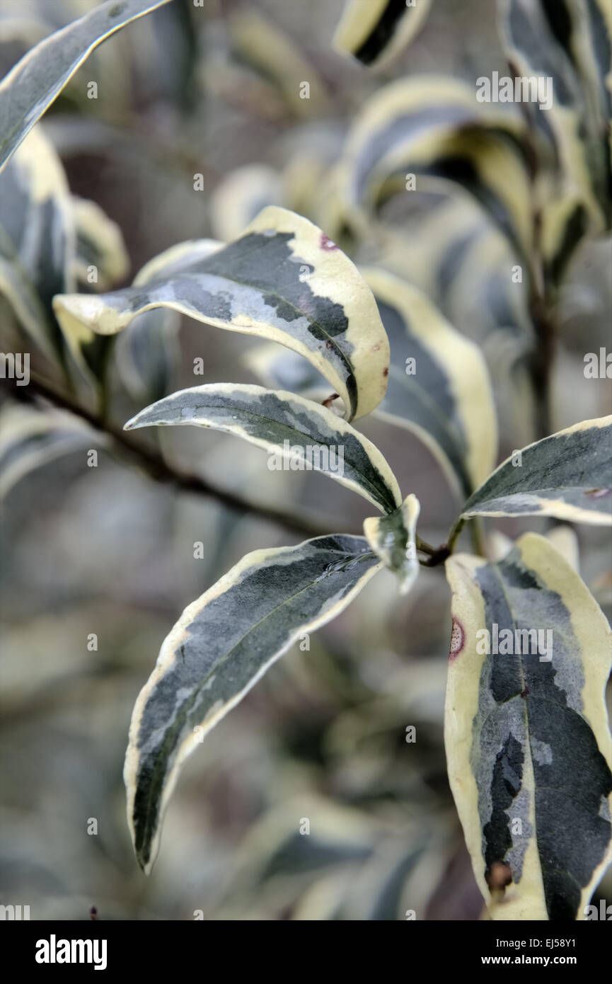 Ligustrum Bestäubers 'Variegatum' - bunte chinesische Liguster Stockfoto