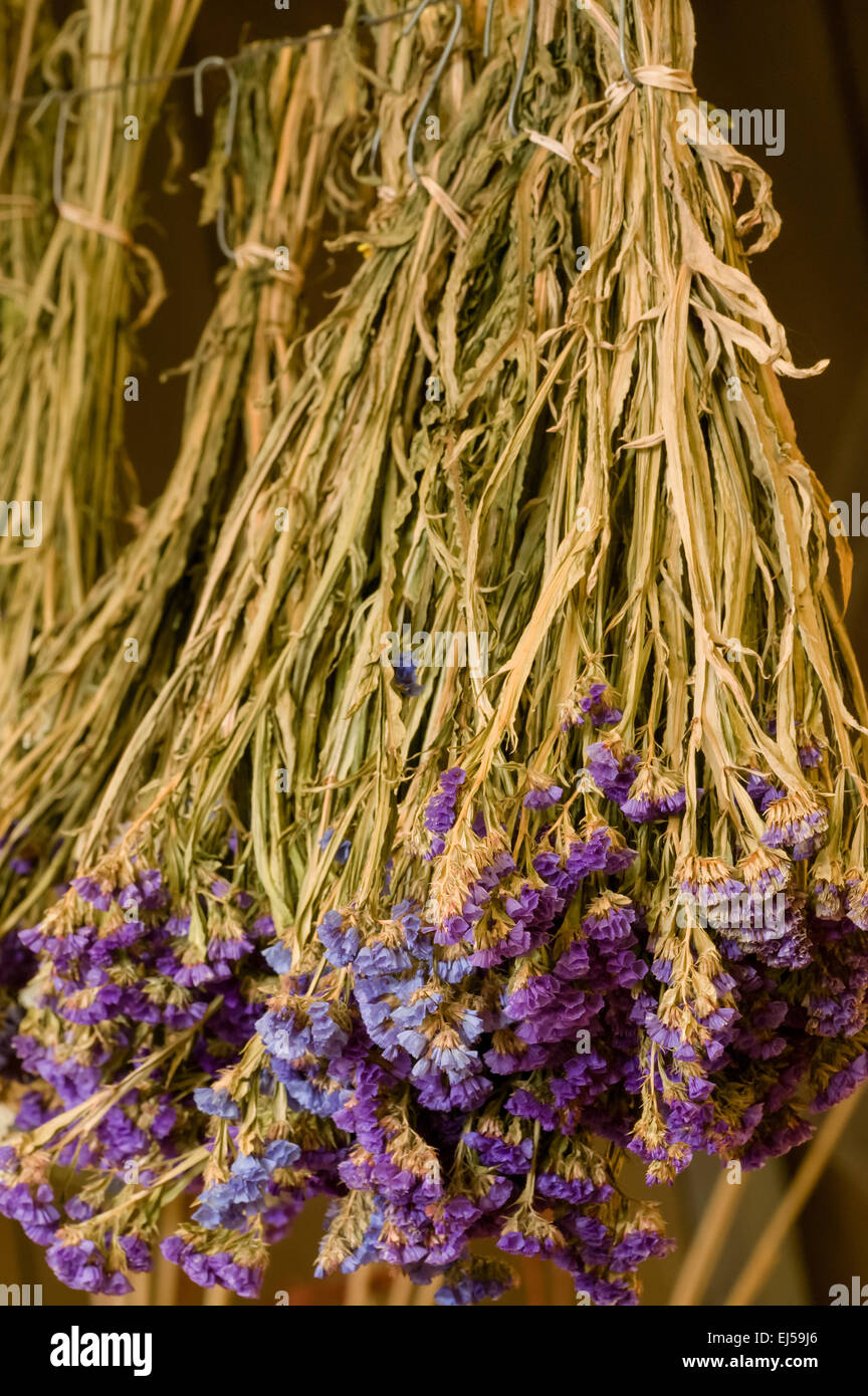 Chargen von hängenden Lavendel im Herbst City Farms, Fall City, Washington, USA Stockfoto