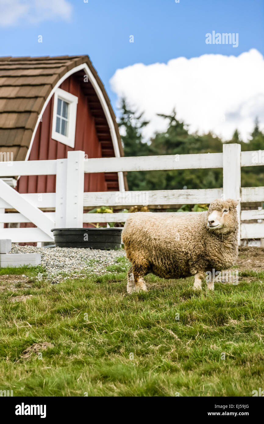 Coopworth Schafe auf Kelsey Creek Farm in Bellevue, Washington, USA Stockfoto