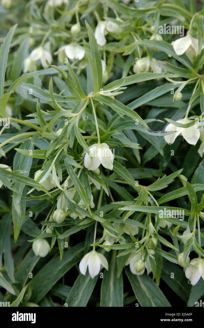 Helleborus Viridis Subspecies occidentalis Stockfotografie Alamy