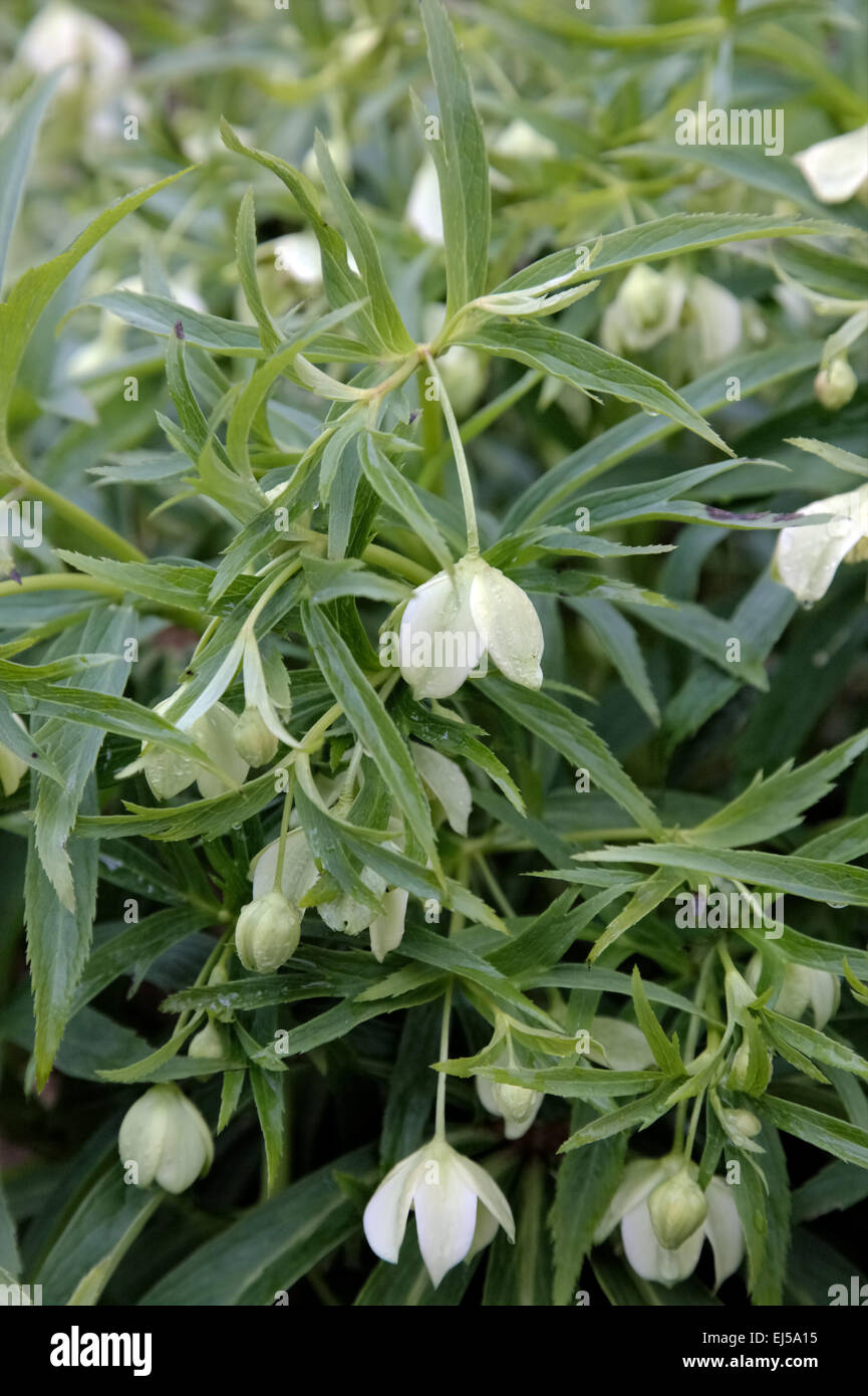 Helleborus Viridis Subspecies occidentalis Stockfotografie Alamy