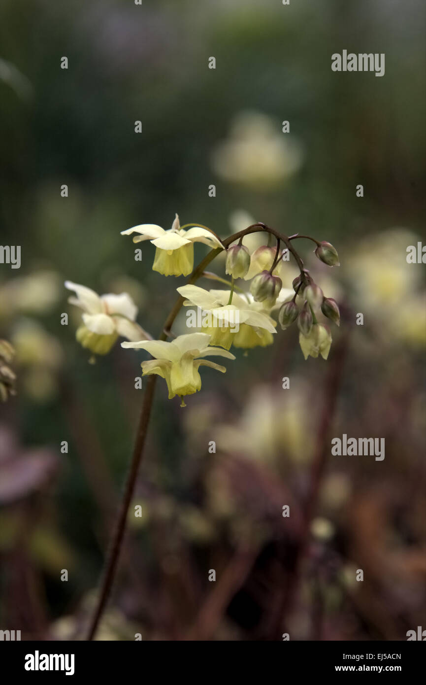 Epimedium versicolor 'Suplhureum' AGM Stockfoto