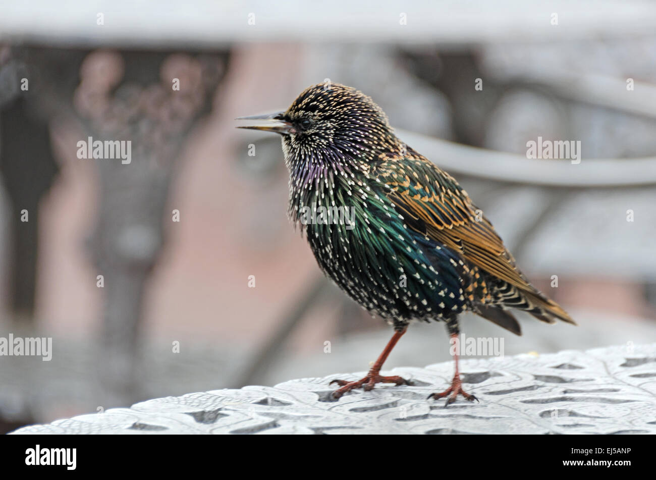 Eine europäische Starling (Sturnus Vulgaris) in Übergangszeit Gefieder auf Liberty Island, New York. Stockfoto