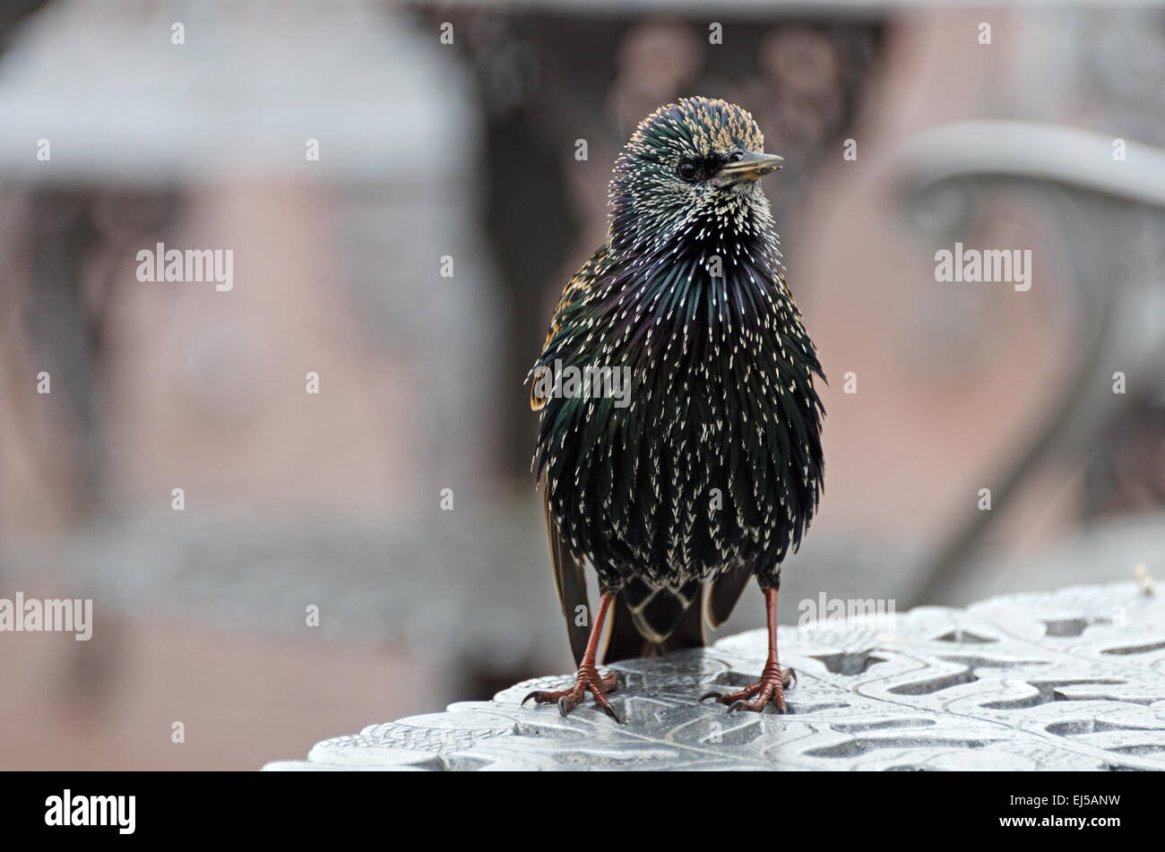 Eine europäische Starling in der Hoffnung auf Tabelle Reste in der Cafeteria auf Liberty Island, New York. Stockfoto