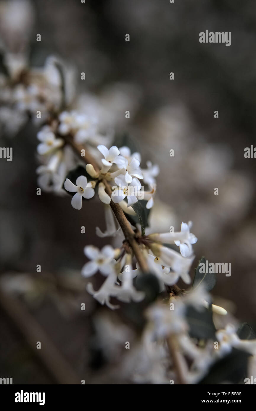 Osmanthus Delavayi AGM Stockfoto