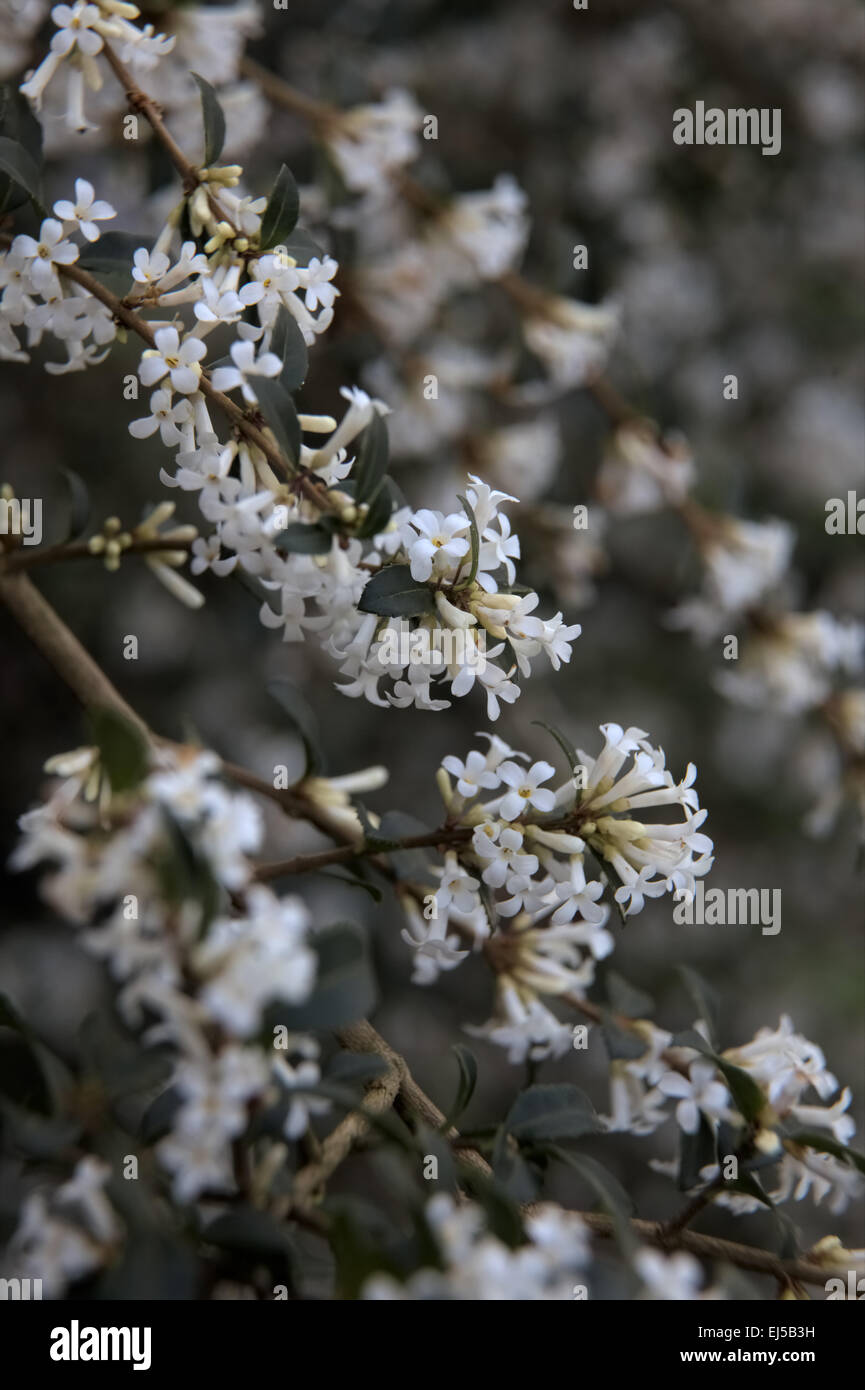 Osmanthus Delavayi AGM Stockfoto