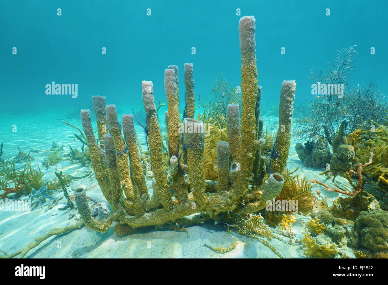Verzweigte Vase Schwamm, Callyspongia Vaginalis, auf dem Meeresboden des karibischen Meeres unter Wasser Stockfoto