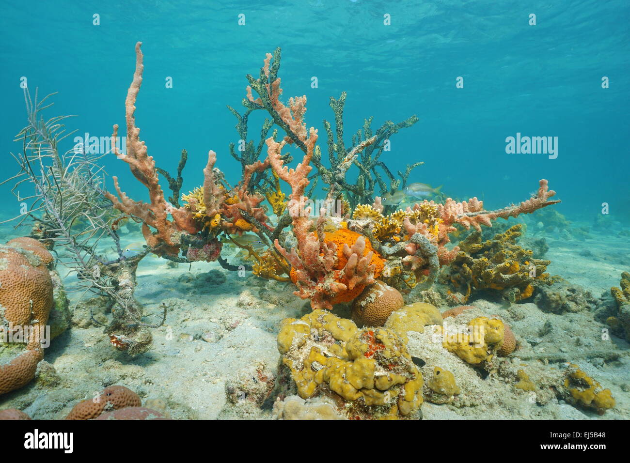 Farbenfrohe Unterwasserwelt unter Wasser verwickelt mit Schwämmen mit Korallen am Meeresboden des karibischen Meeres Stockfoto