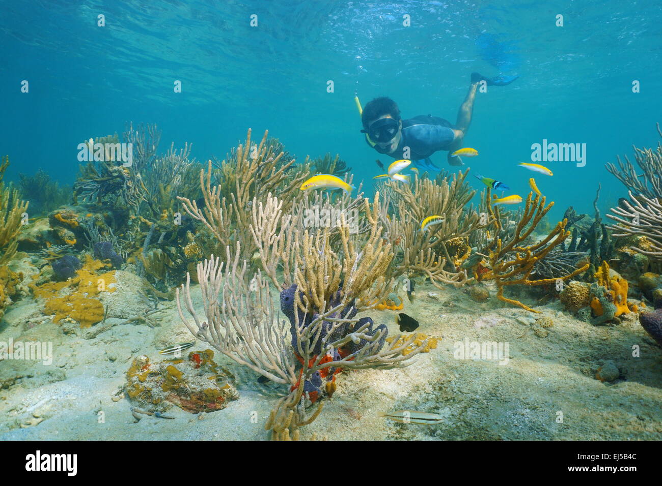 Mann unter Wasser Schnorcheln am Riff mit weichen Korallen und tropischen Fischen, Karibik, Panama Stockfoto