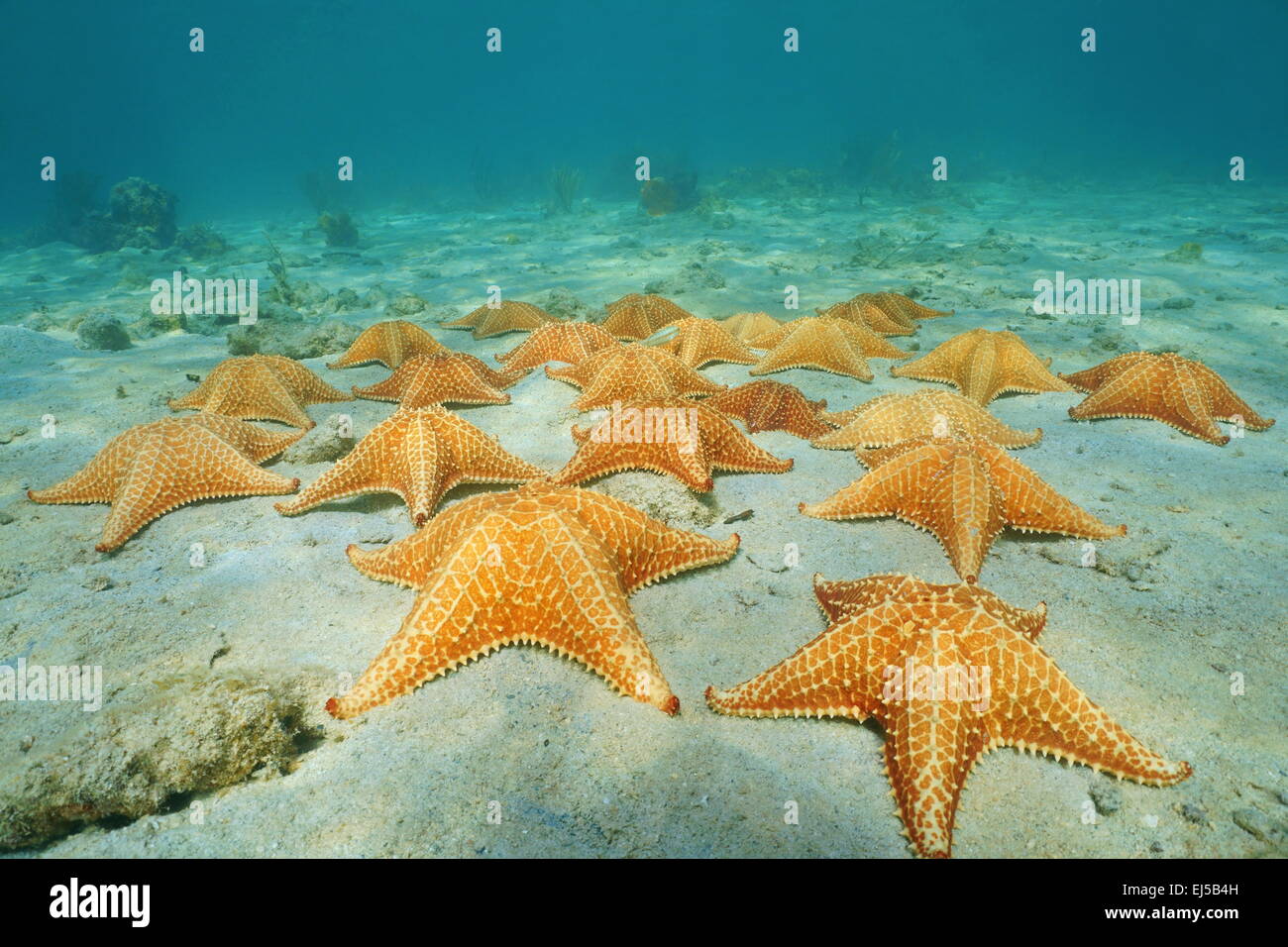 Unter dem Meer auf Sandboden mit einer Gruppe von Seestern in der Karibik, Panama, Mittelamerika Stockfoto