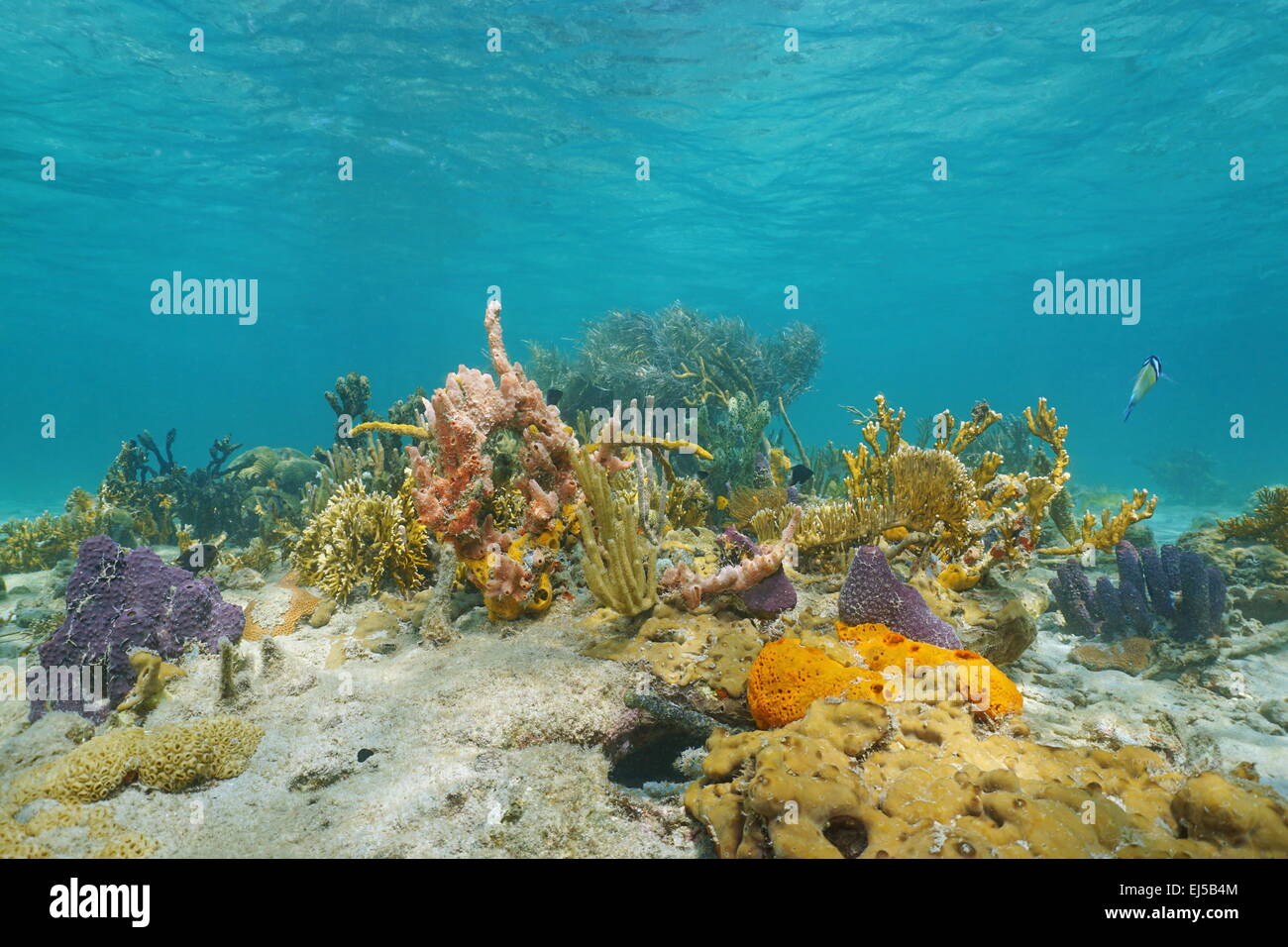 Auf einem bunten Meeresboden mit Korallen und Schwämme in der Karibik, Panama unter Wasser Stockfoto