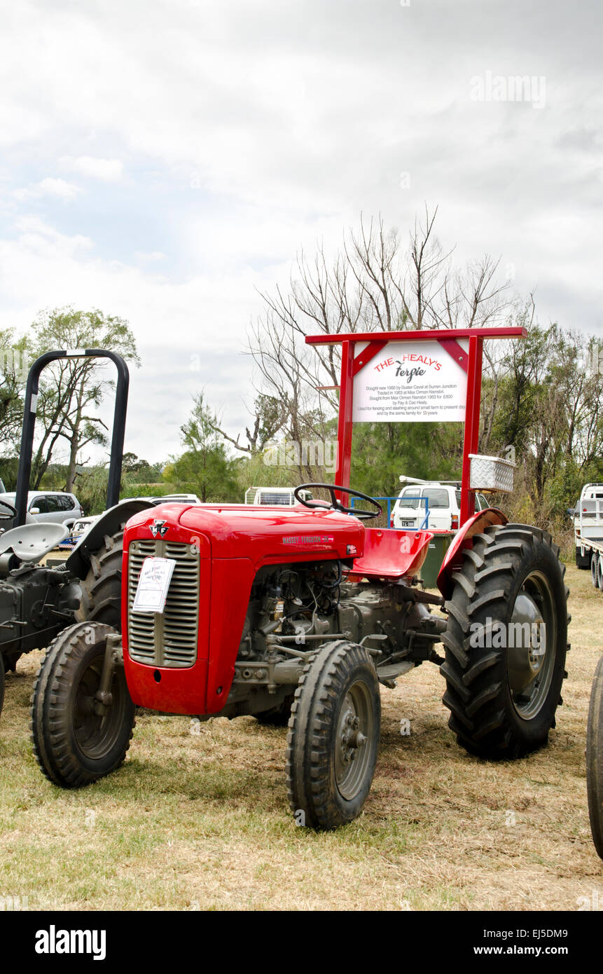 Eine vollständig restaurierte 1958 Massey Ferguson Modell 35 Traktor Stockfoto