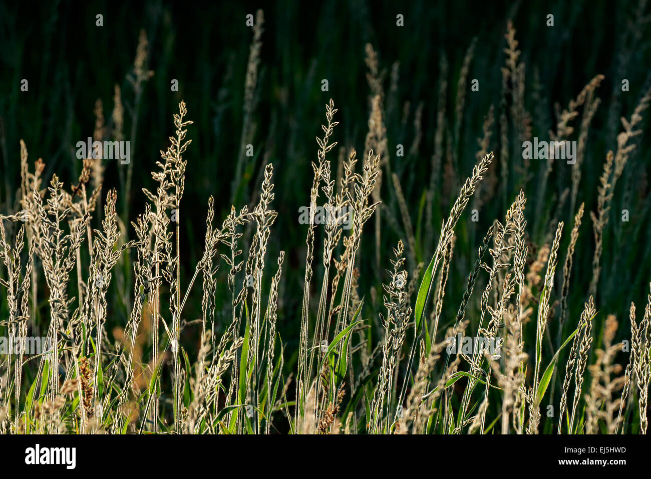 Silberne Gräser im frühen Morgenlicht Stockfoto