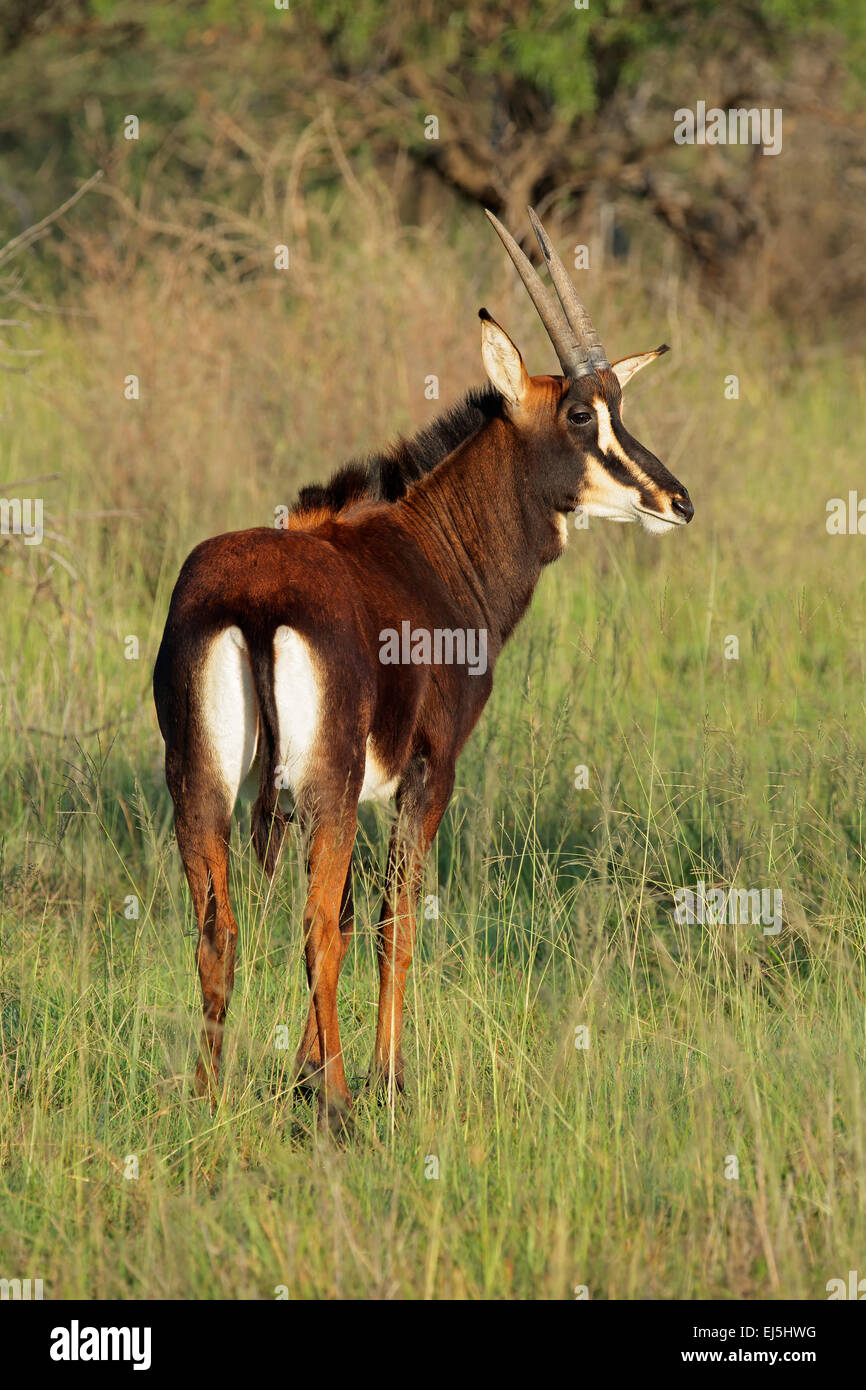 Weibliche Rappenantilope (Hippotragus Niger) im Grünland, Südafrika Stockfoto