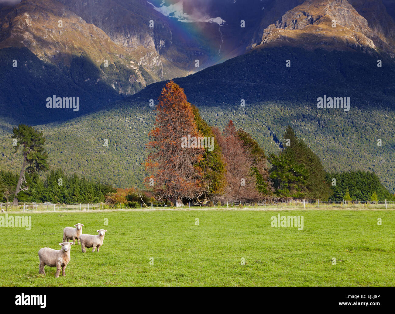 Berglandschaft mit Wald und weiden Schafe, Südinsel, Neuseeland Stockfoto