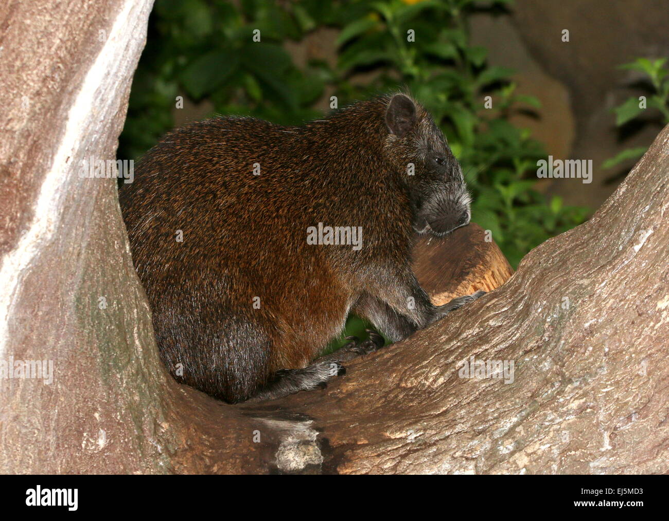 Kubanische oder Desmarest Baumratte (Capromys Pilorides) in einem Baum Stockfoto