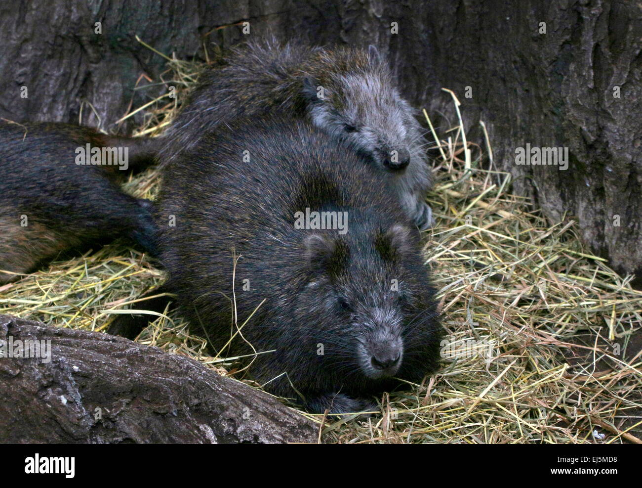 Juvenile kubanische oder Desmarest Baumratte (Capromys Pilorides) mit Eltern Stockfoto