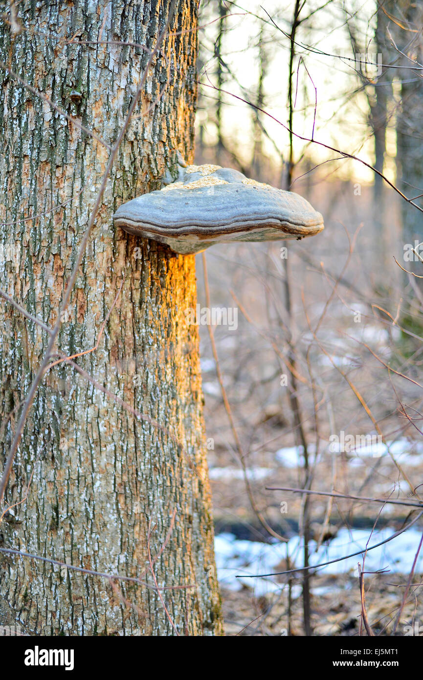 Zunderschwamm am Stamm eines Baumes Stockfoto