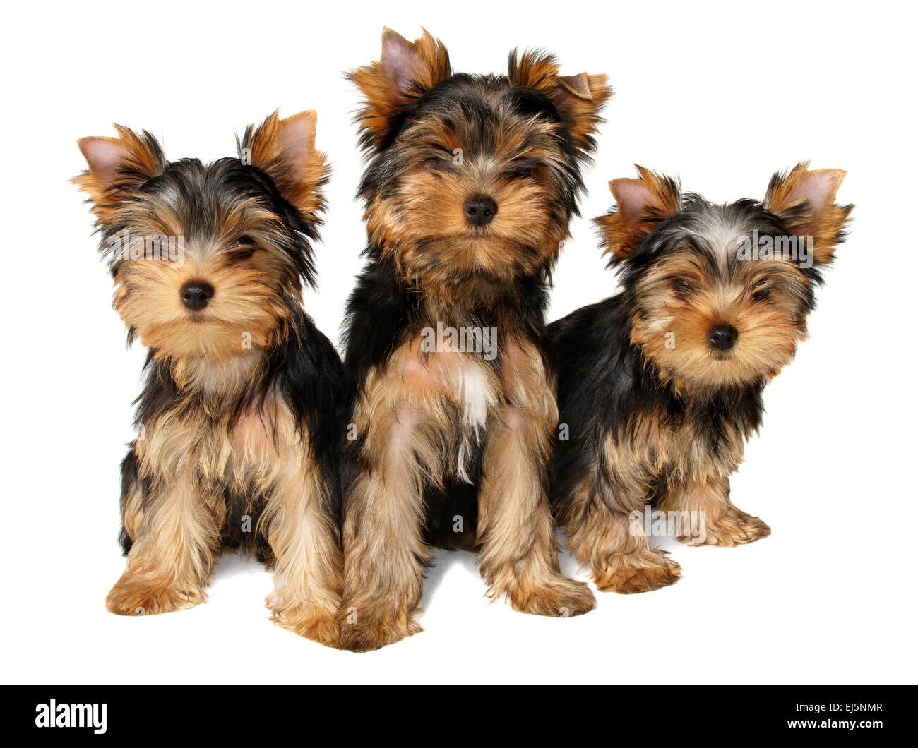 Drei süße Yorkshire Terrier Welpen isoliert auf weißem Hintergrund Stockfoto