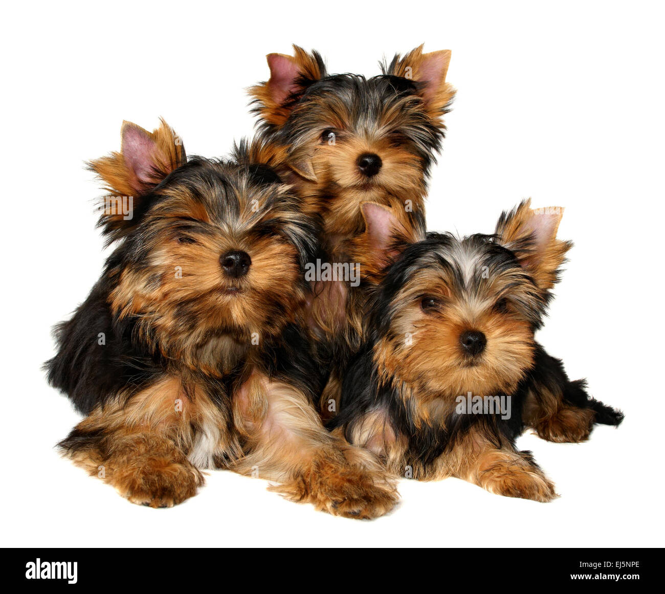 Drei Yorkshire Terrier Welpen isoliert auf weißem Hintergrund Stockfoto