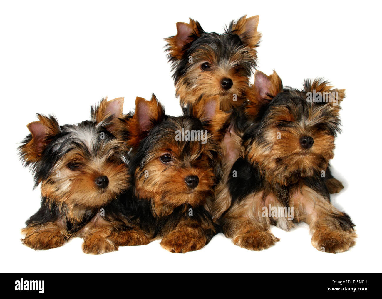 4 Yorkshire-Terrier Welpen Stockfoto
