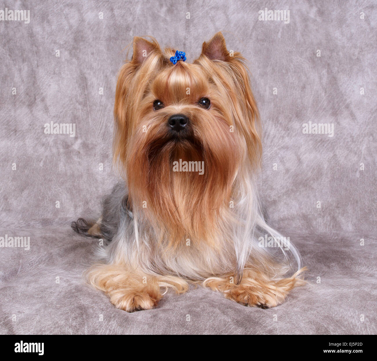 Schöne YorkshireTerrier mit lange gepflegte Haare und blaue Haarnadel