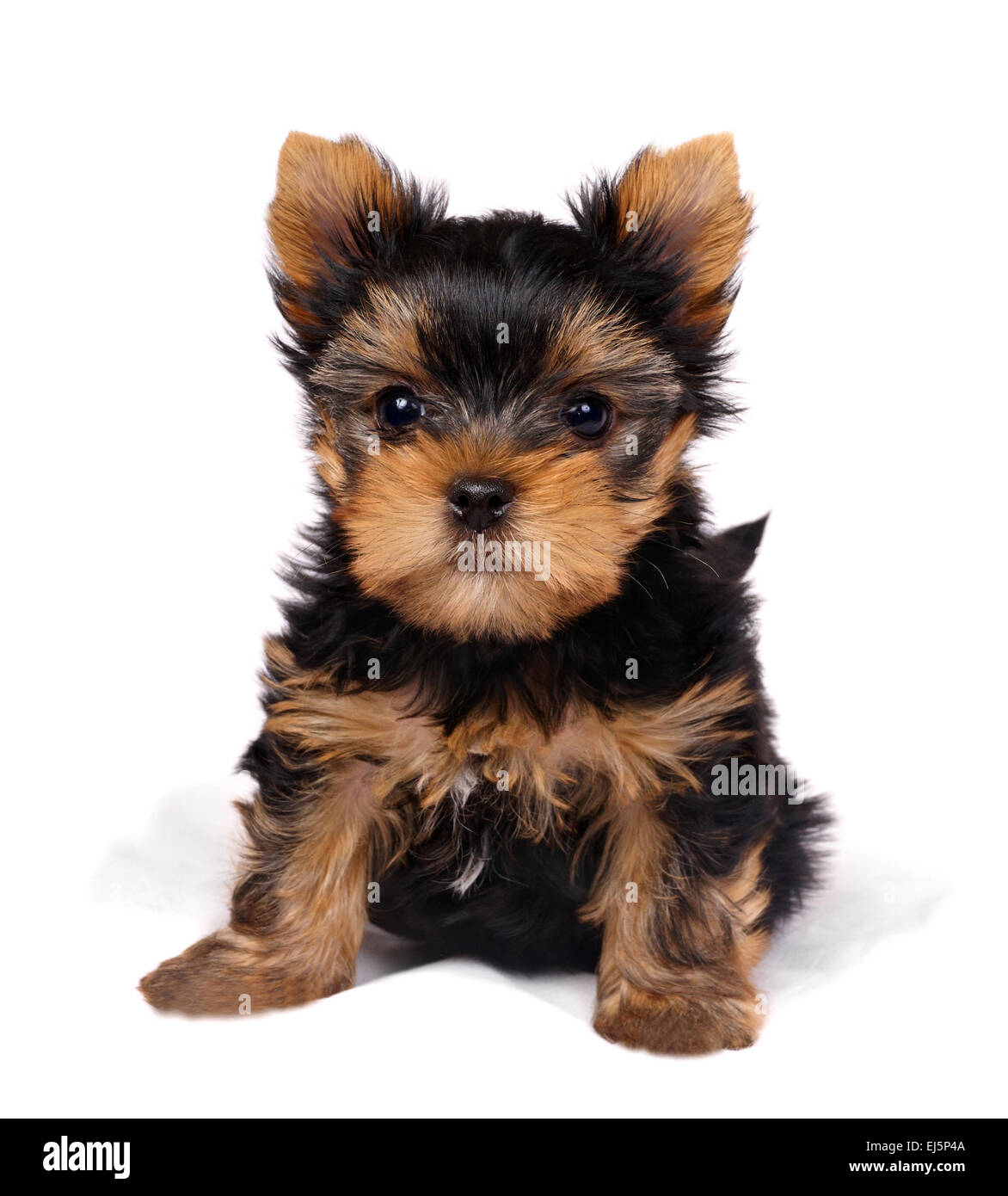 Der Yorkshire-Terrier Welpen Stockfoto