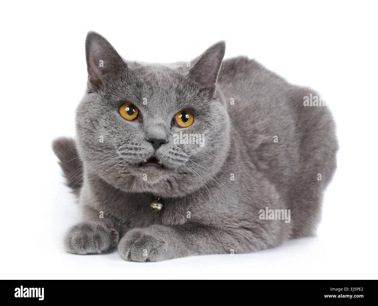 Britische Blau Katze auf dem weißen Hintergrund isoliert Stockfoto Britische Blau Katze auf dem weißen Hintergrund isoliert Stockfoto