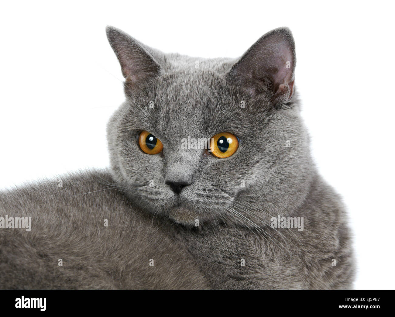 Britische Blau Katze auf dem weißen Hintergrund isoliert Stockfoto Britische Blau Katze auf dem weißen Hintergrund isoliert Stockfoto
