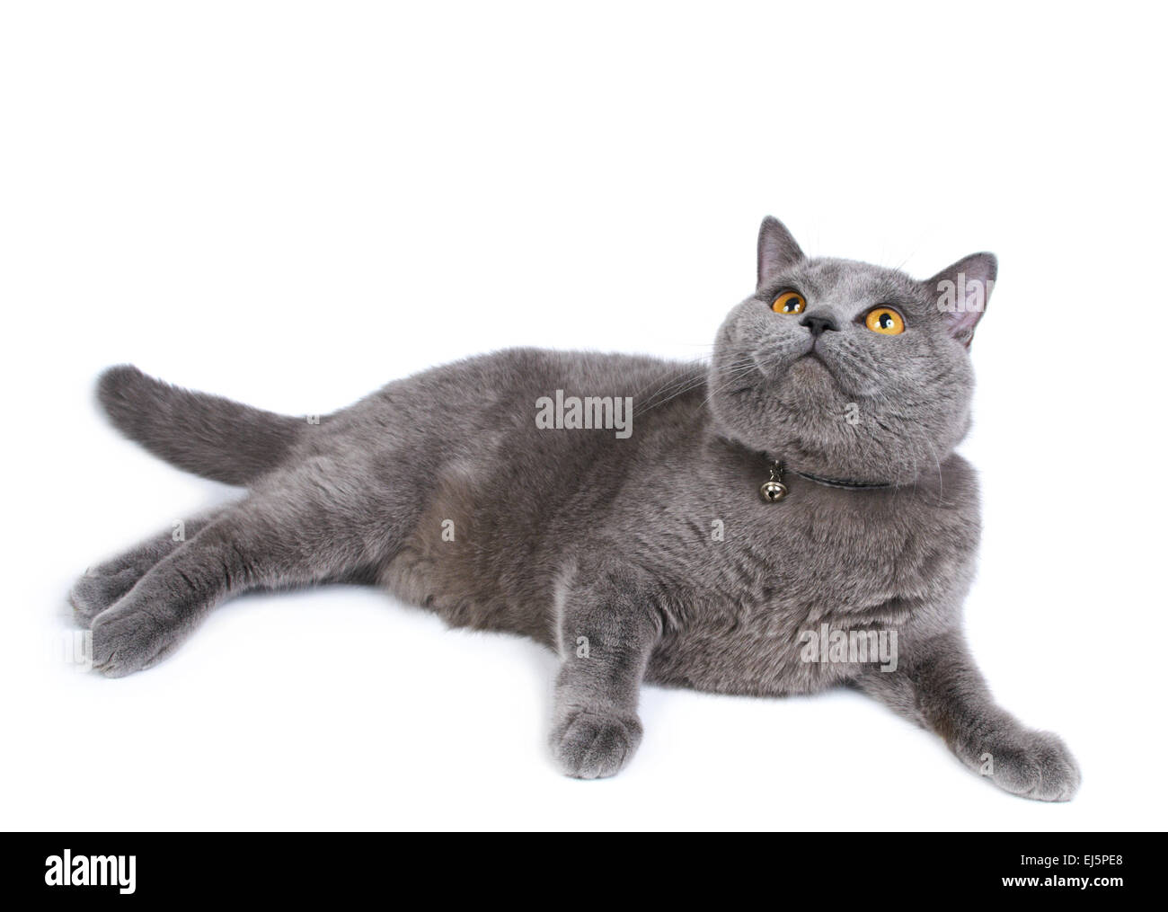 Britische Blau Katze auf dem weißen Hintergrund isoliert Stockfoto Britische Blau Katze auf dem weißen Hintergrund isoliert Stockfoto