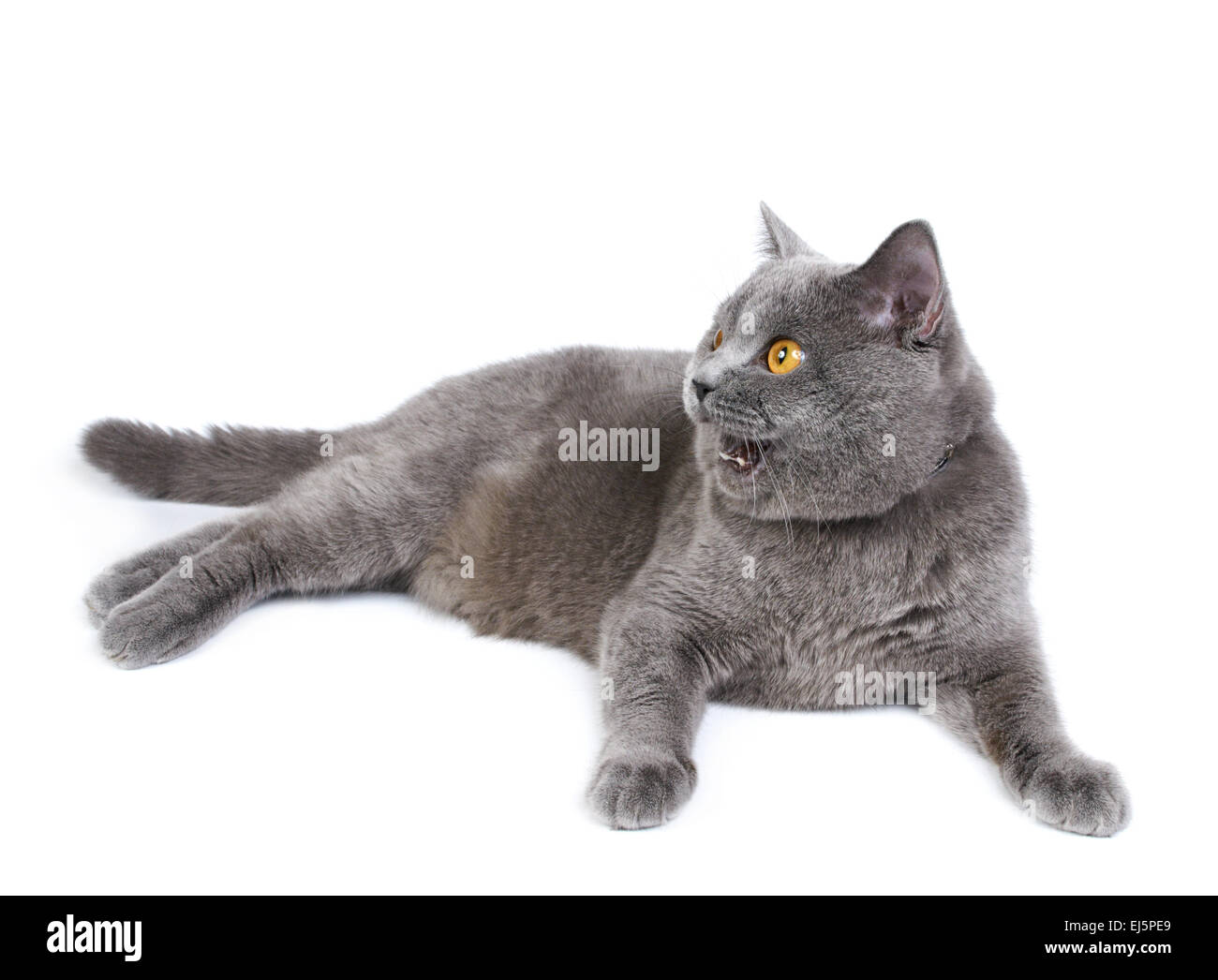 Britische Blau Katze auf dem weißen Hintergrund isoliert Stockfoto Britische Blau Katze auf dem weißen Hintergrund isoliert Stockfoto