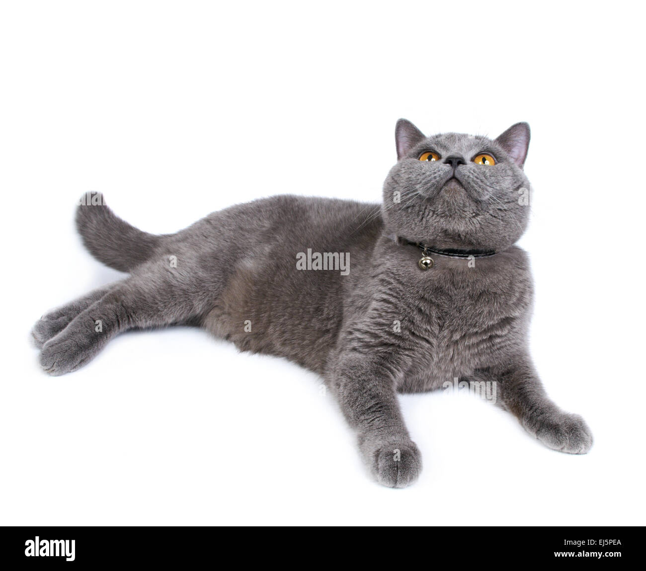 Britische Blau Katze auf dem weißen Hintergrund isoliert sucht Stockfoto Britische Blau Katze auf dem weißen Hintergrund isoliert sucht Stockfoto