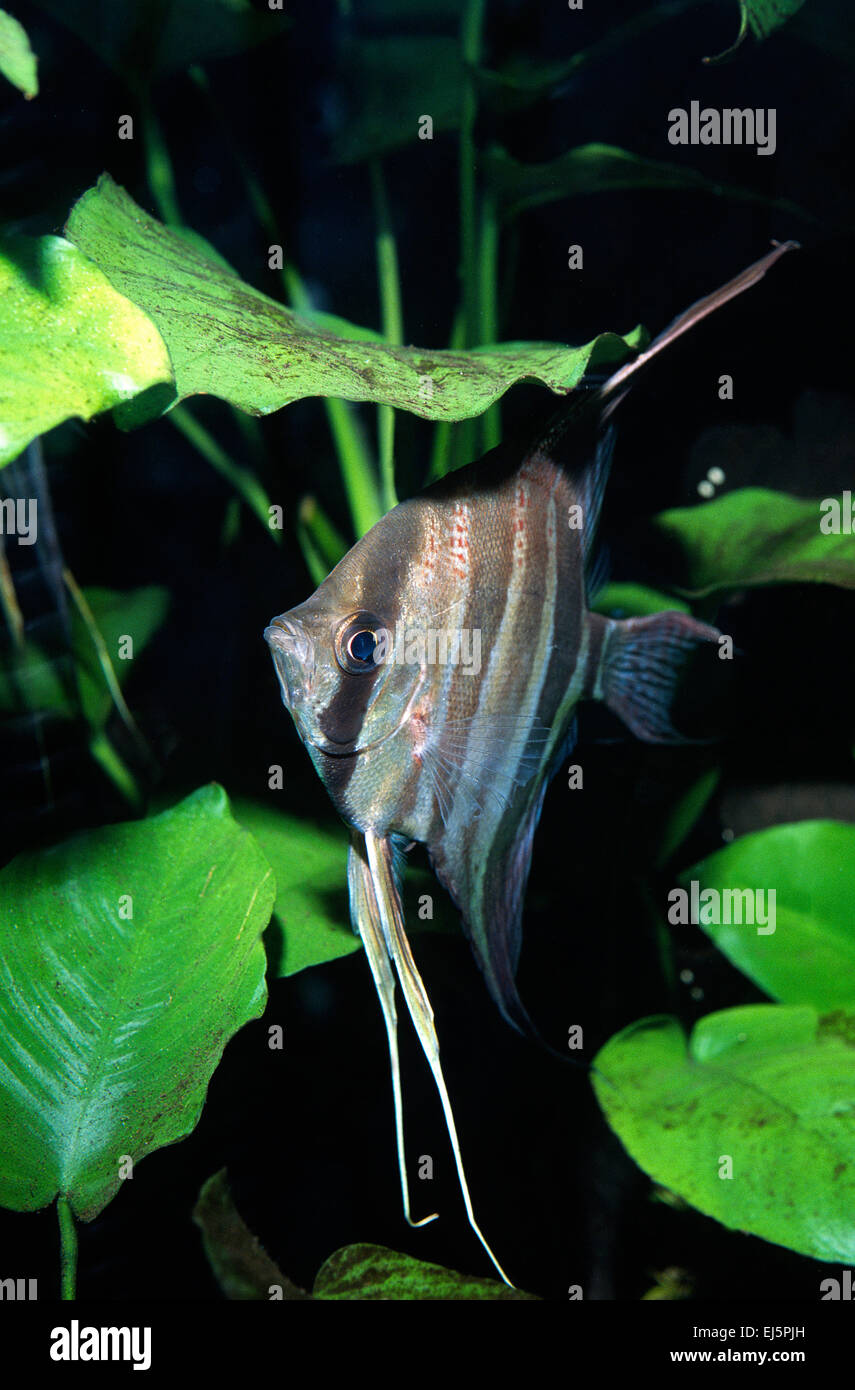 Pterophyllum Altum, Buntbarsche, Südamerika Stockfoto