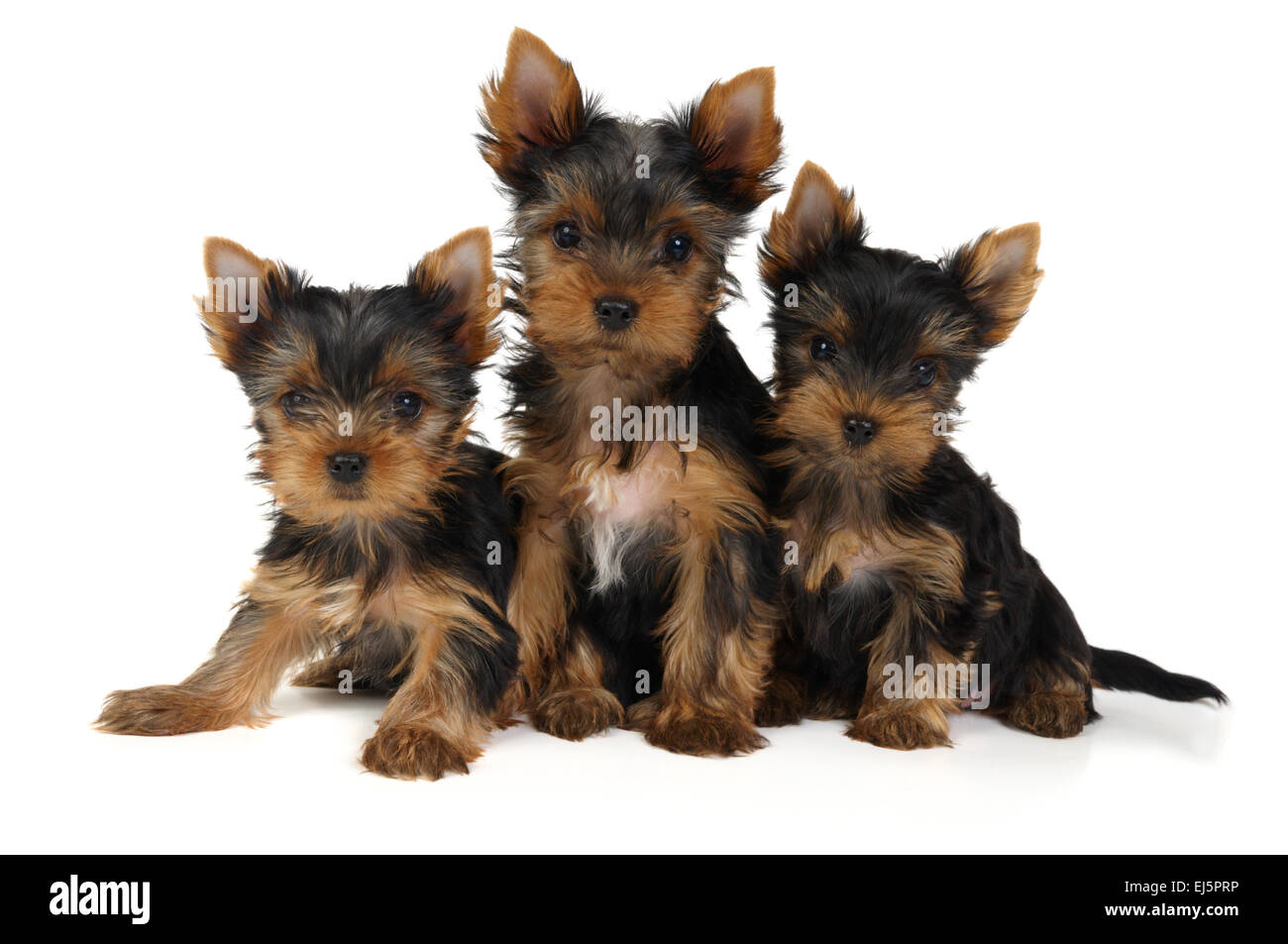Drei schöne Yorkshire Terrier Welpen isoliert auf weiss Stockfoto