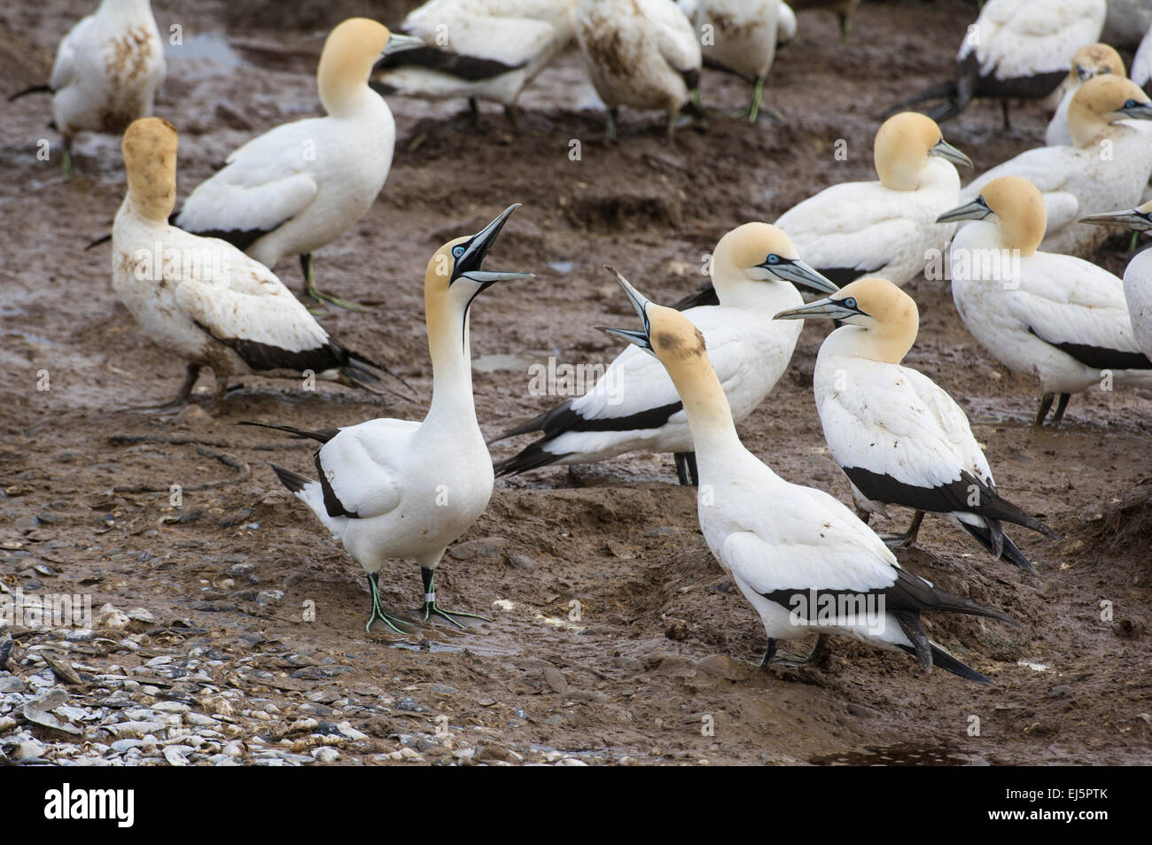 Kapkolonie Tölpel, Sula Capensis, Bird Island, Lamberts Bay, Südafrika Stockfoto