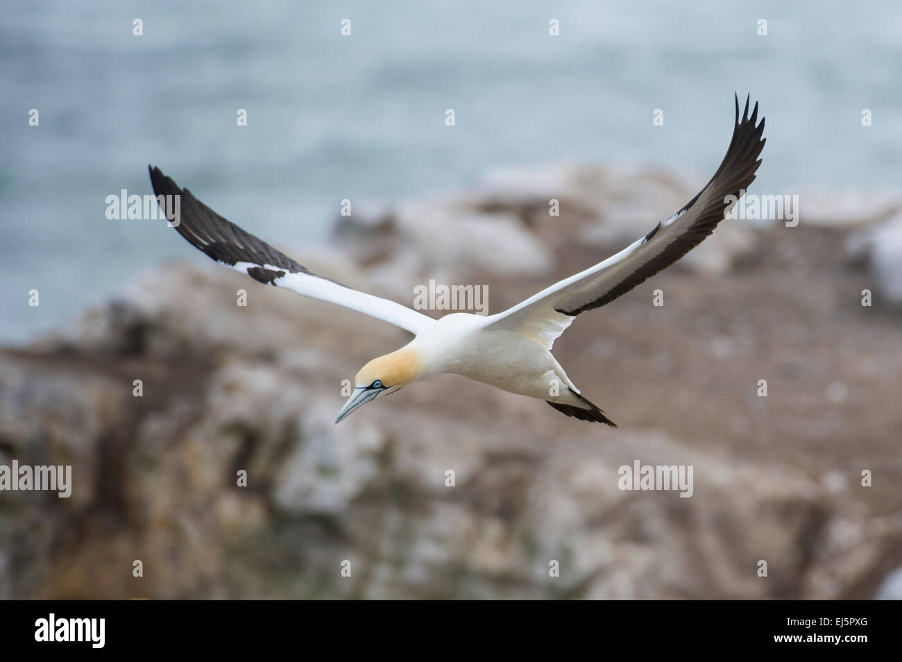 Kapkolonie Tölpel, Sula Capensis, Bird Island, Lamberts Bay, Südafrika Stockfoto