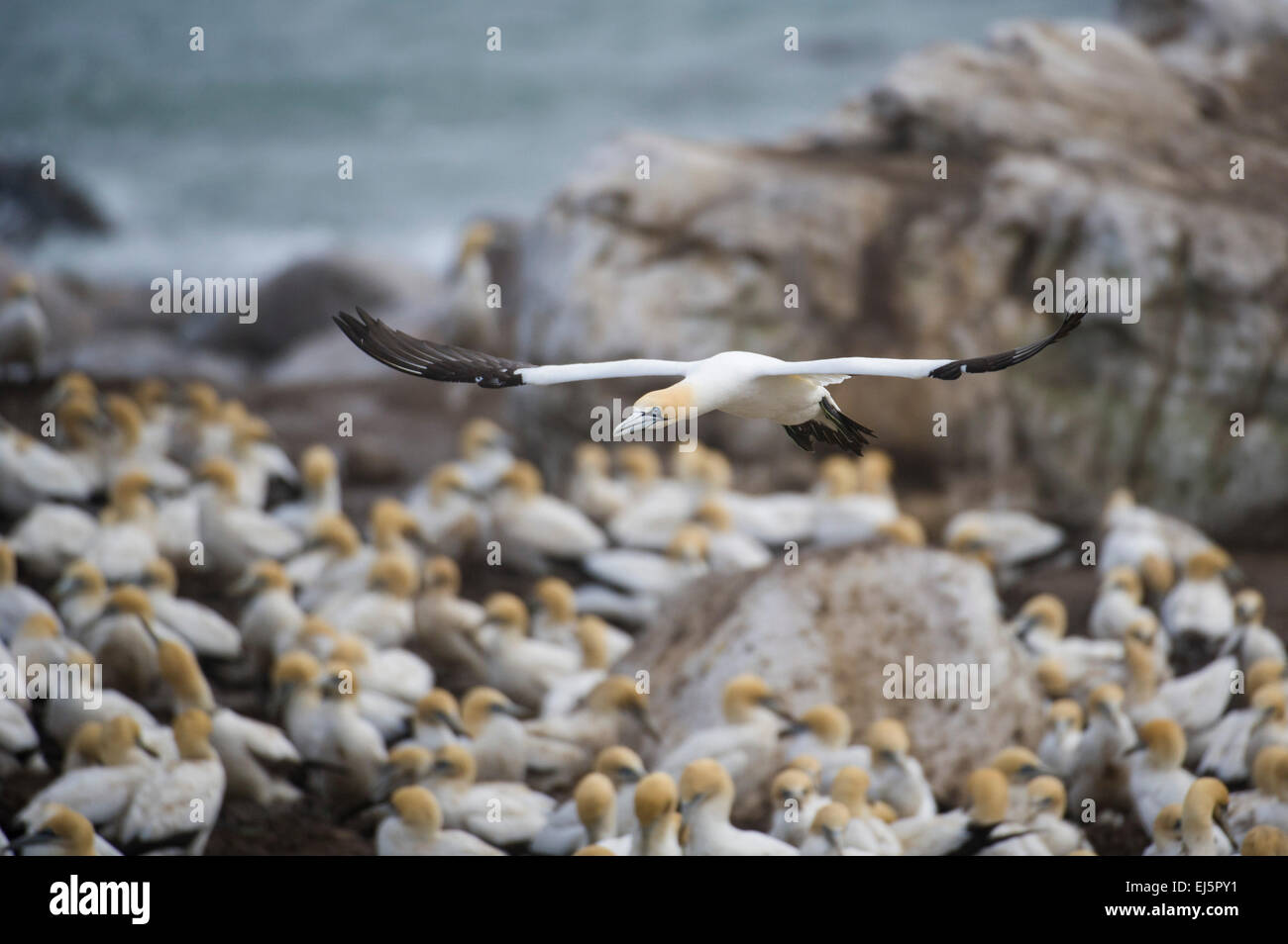 Kapkolonie Tölpel, Sula Capensis, Bird Island, Lamberts Bay, Südafrika Stockfoto