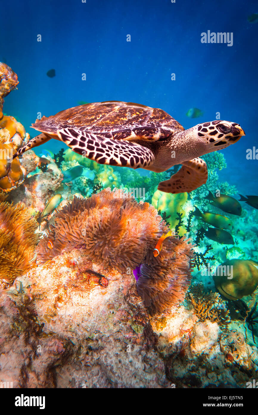 Echte Karettschildkröte - schwebt Eretmochelys Imbricata unter Wasser. Malediven - Ocean Coral Reef. Warnung - authentische Aufnahmen Underwat Stockfoto