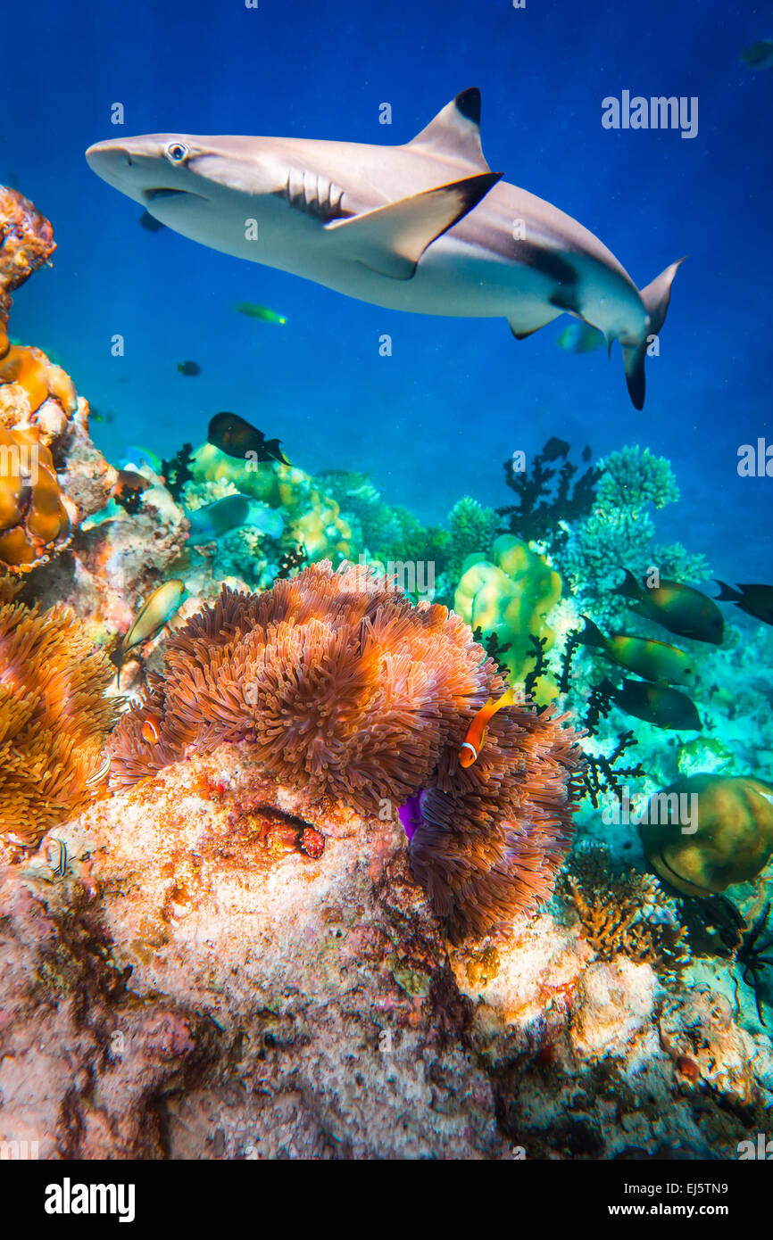 Riff mit einer Vielzahl von harten und weichen Korallen und Hai im Hintergrund. Fokus auf Korallen, Haie sind nicht im Fokus. Malediven Indi Stockfoto