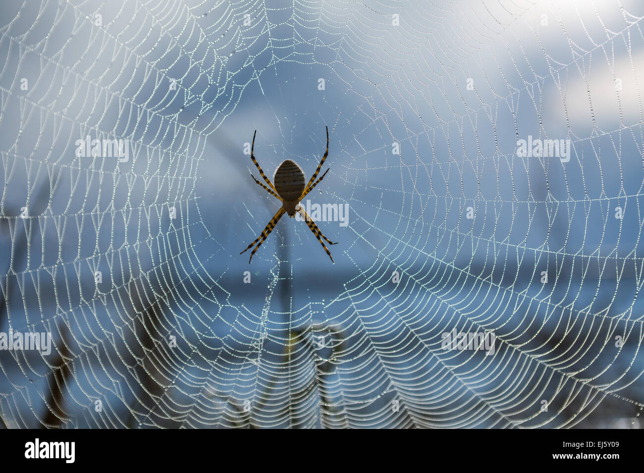 Eine Spinne ein Netz in der Morgensonne Stockfoto