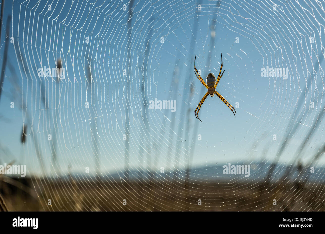 Eine Spinne ein Netz in der Morgensonne Stockfoto