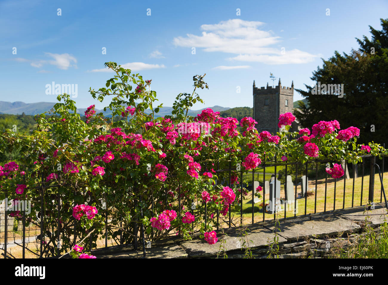 Schöne rosa Rosen Klettern auf einer Schiene durch eine Kirche mit Grabsteinen und Baum im Sommer mit Sonnenschein und blauem Himmel Stockfoto