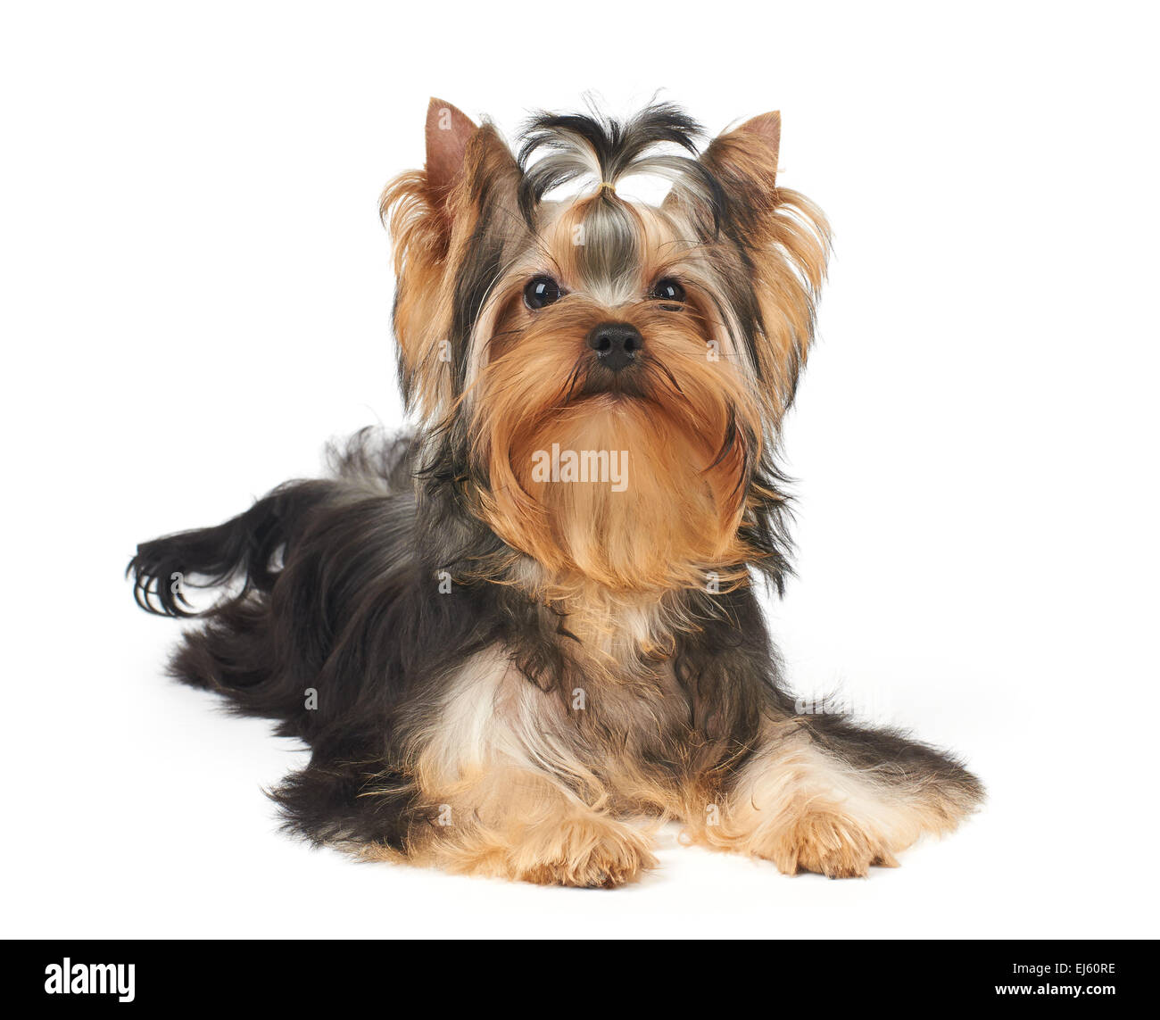 Zeigen Sie Klasse Welpen der Yorkshire-Terrier in weiß Stockfoto