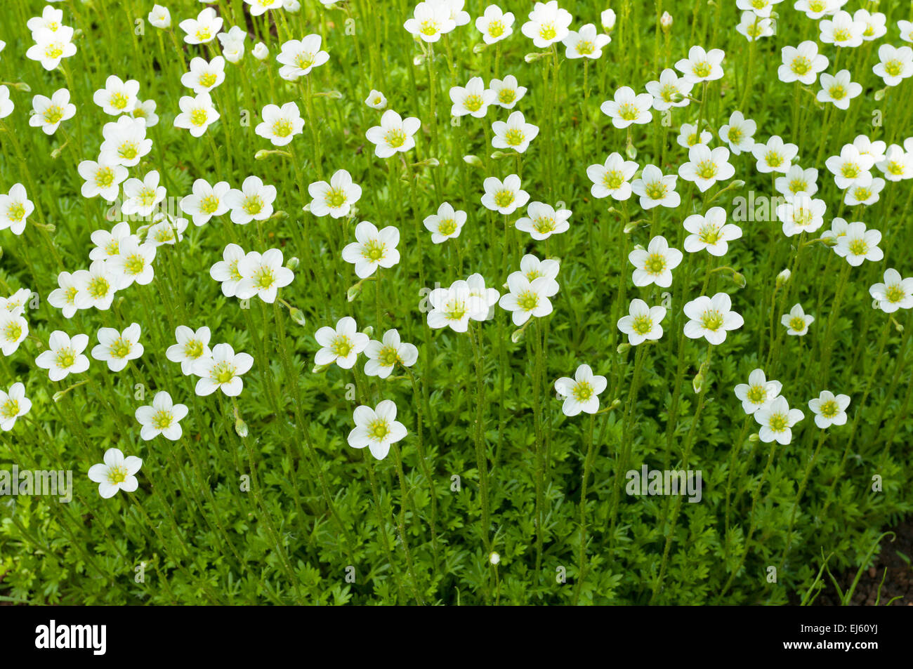 Blumen Hintergrund. Viele kleine weiße Blumen wachsen auf Boden  Stockfotografie - Alamy