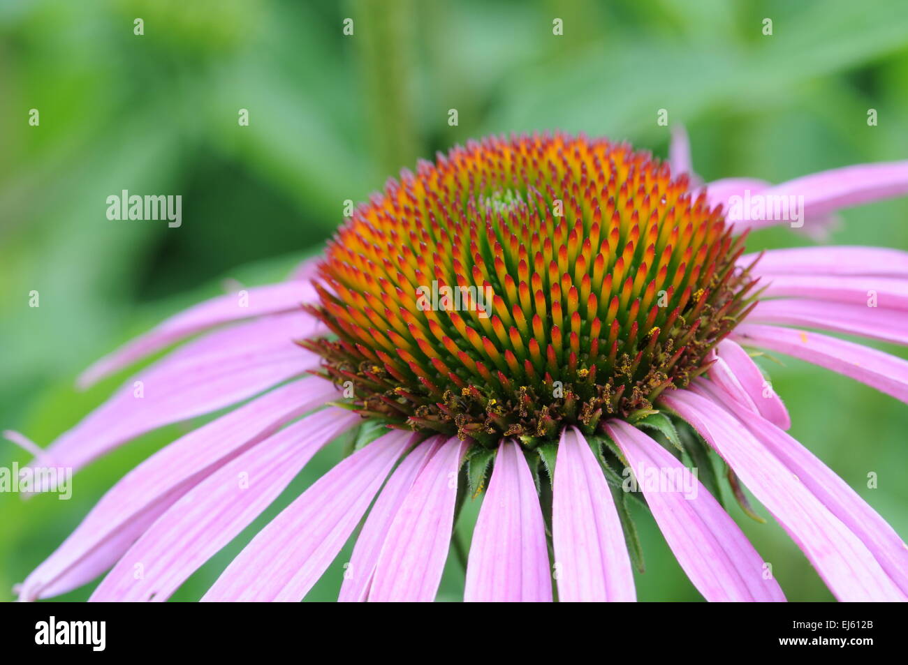 Makroaufnahme der rosa Blume (Echinacea) Stockfoto