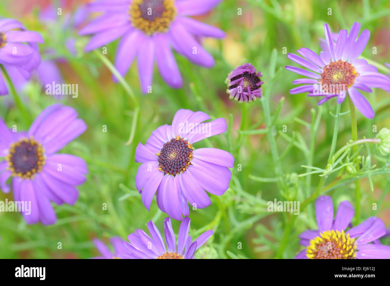 Viele lila Blumen auf grünem Hintergrund (Kosmos) Stockfoto