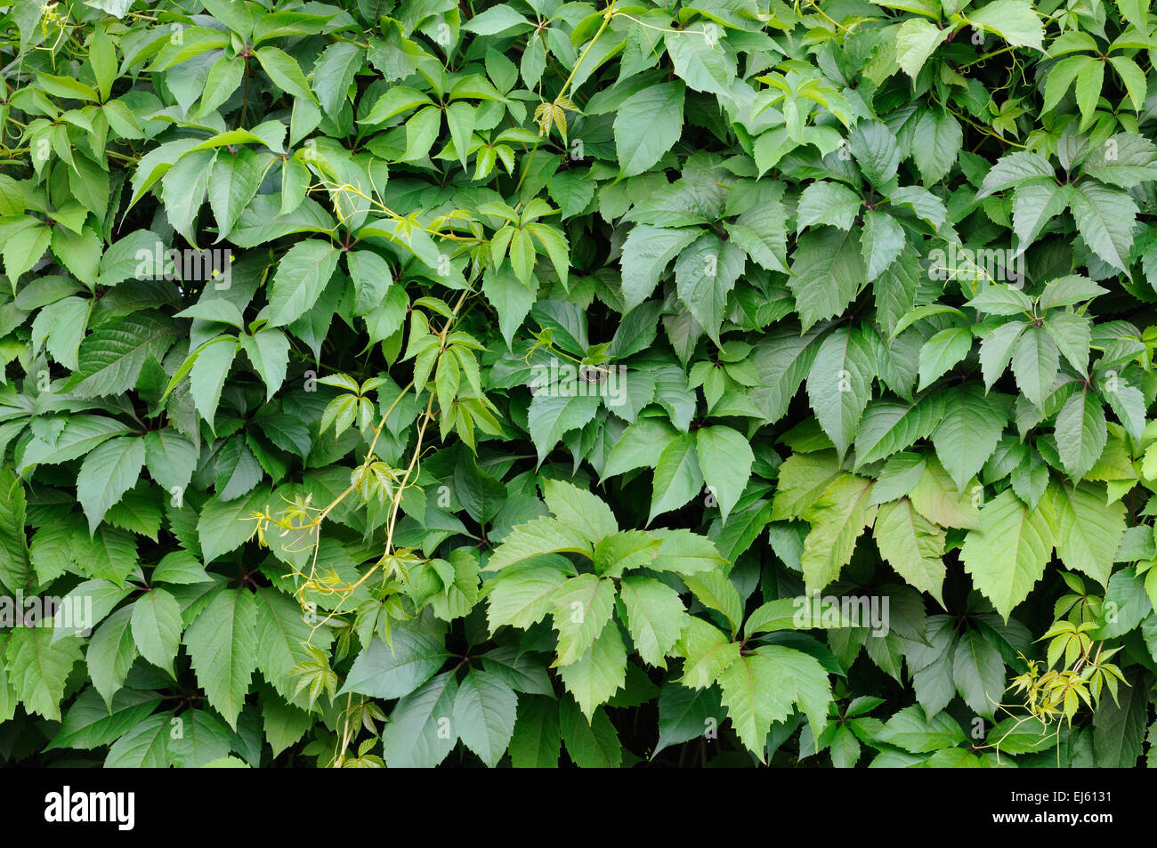 Kletterpflanze macht grüne Wand als Hintergrund Stockfoto